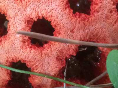Un fungo alieno in giardino